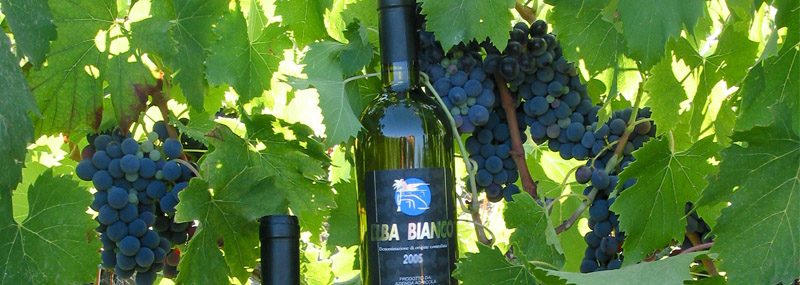 produzione e vendita vini doc Isola d'Elba